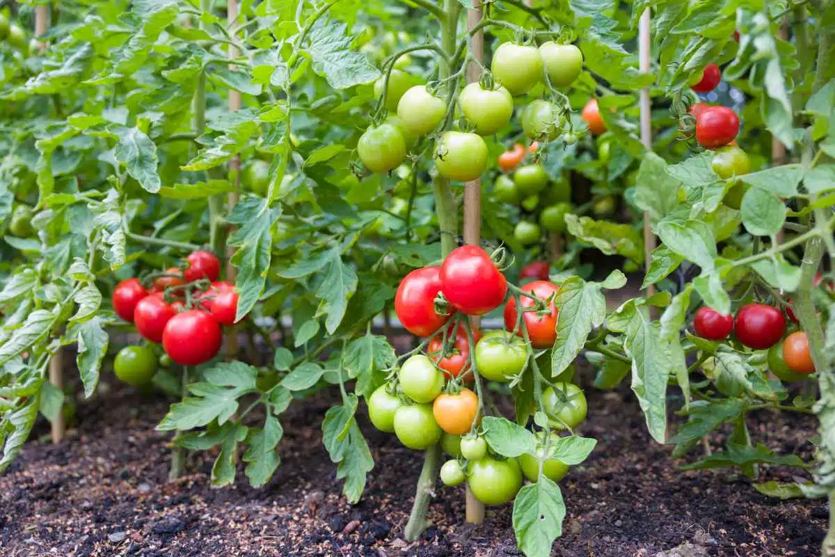 tomaten säen und aufziehen